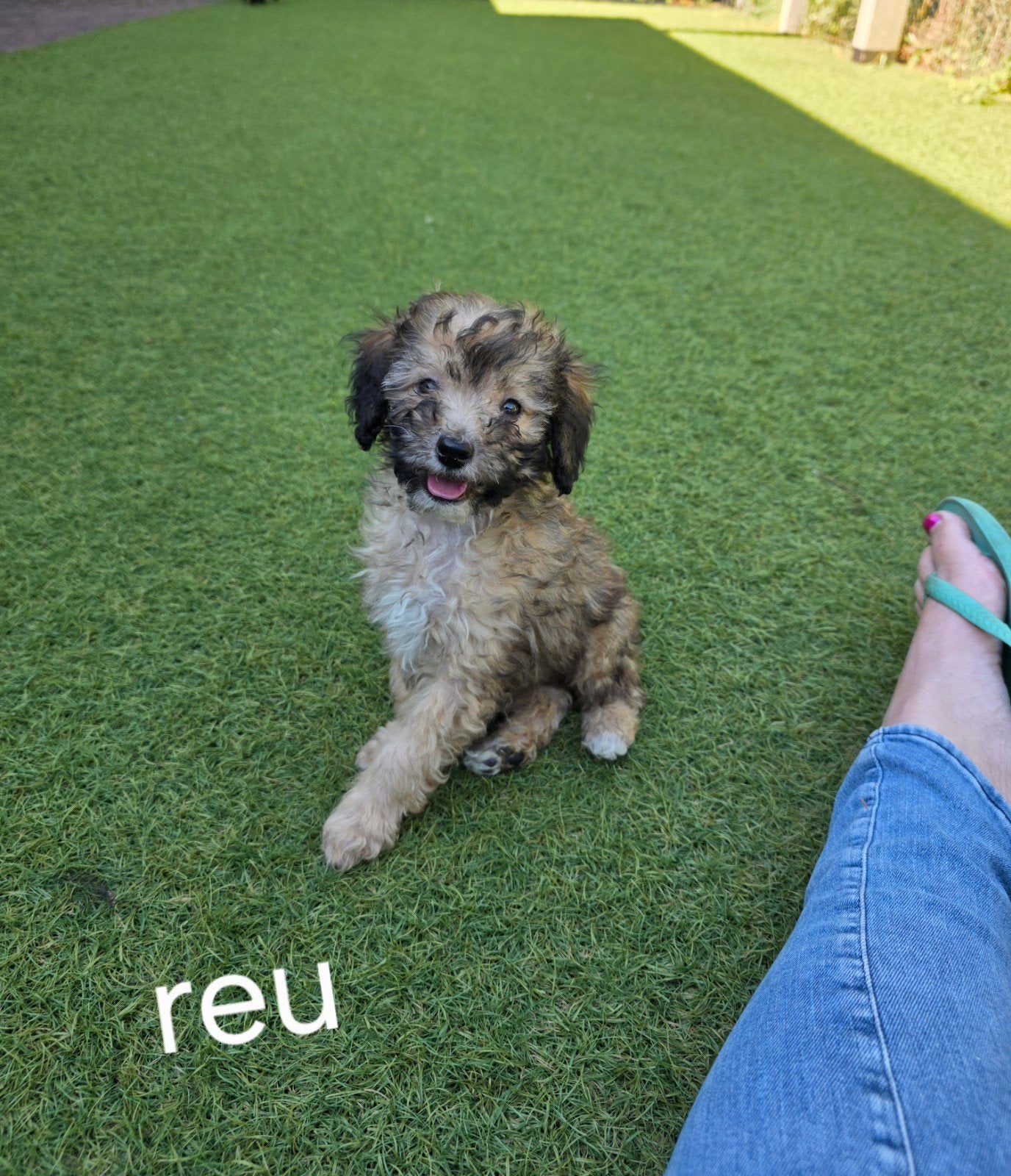 super leuke maltipoo pups, Overige rassen, 8 tot 15 weken, Meerdere, Meerdere dieren