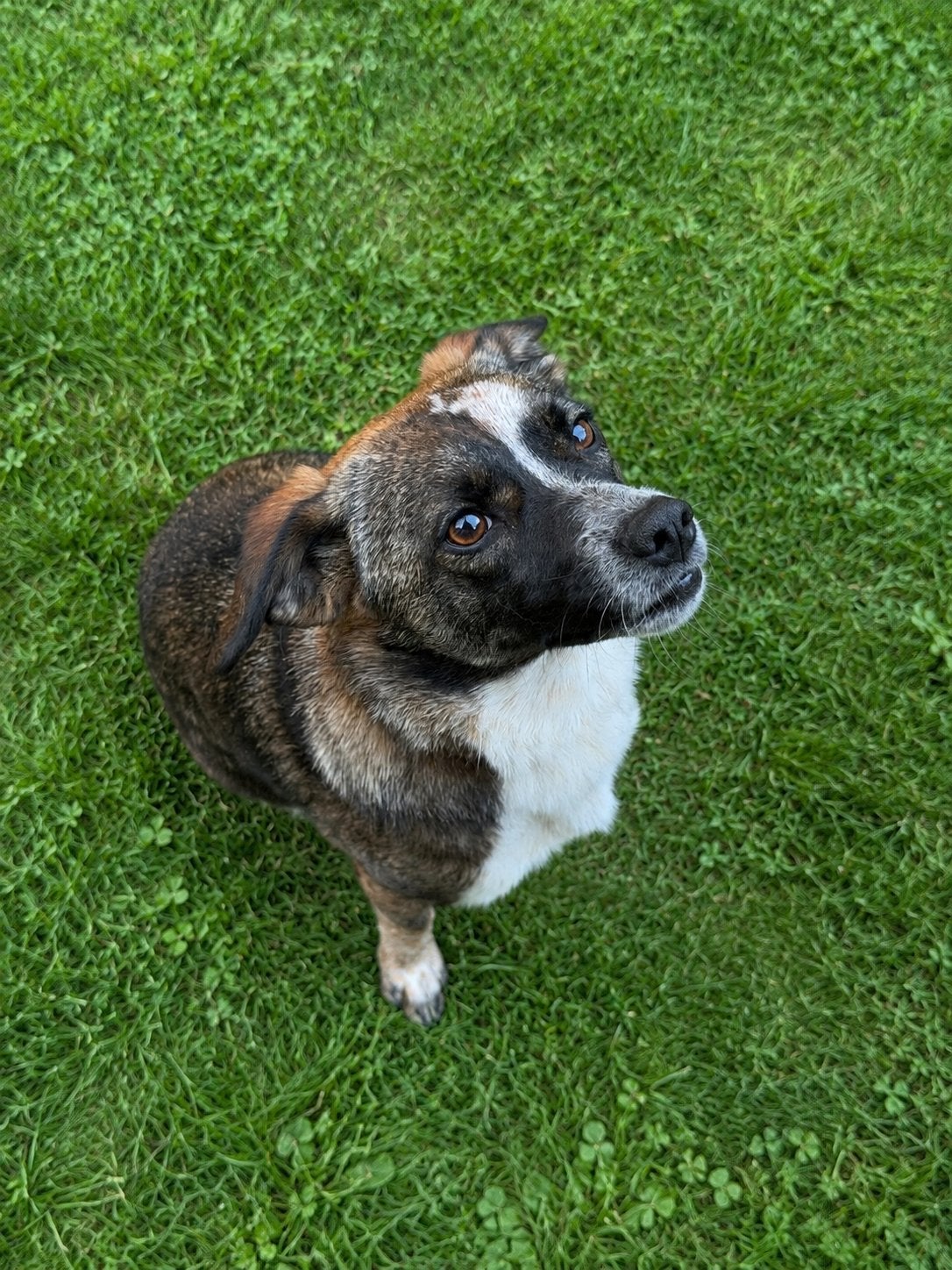 Hond zoekt een liefdevol gezin, Dieren en Toebehoren, 1 tot 2 jaar, Teef, Parvo, Eén hond