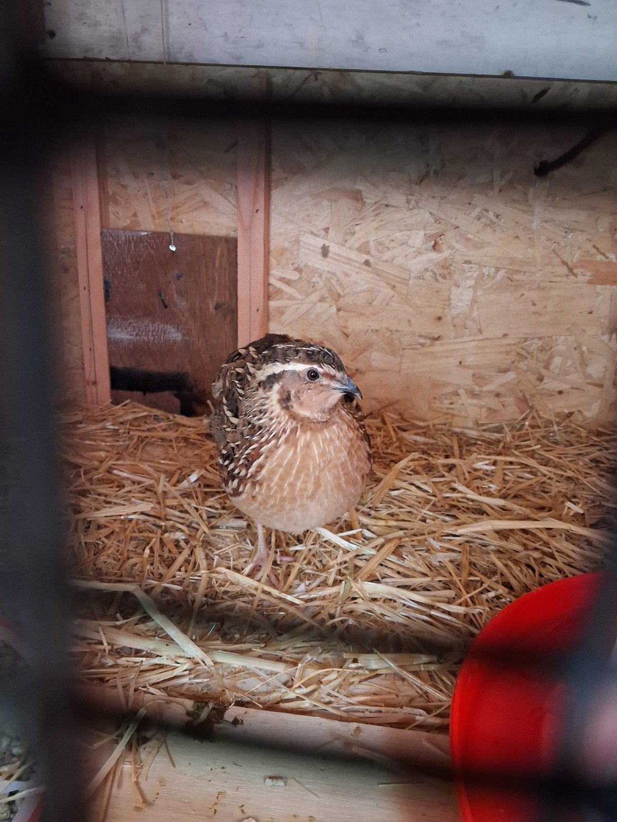 Mooie kwartel (haan) 1 jaar oud, Mannelijk