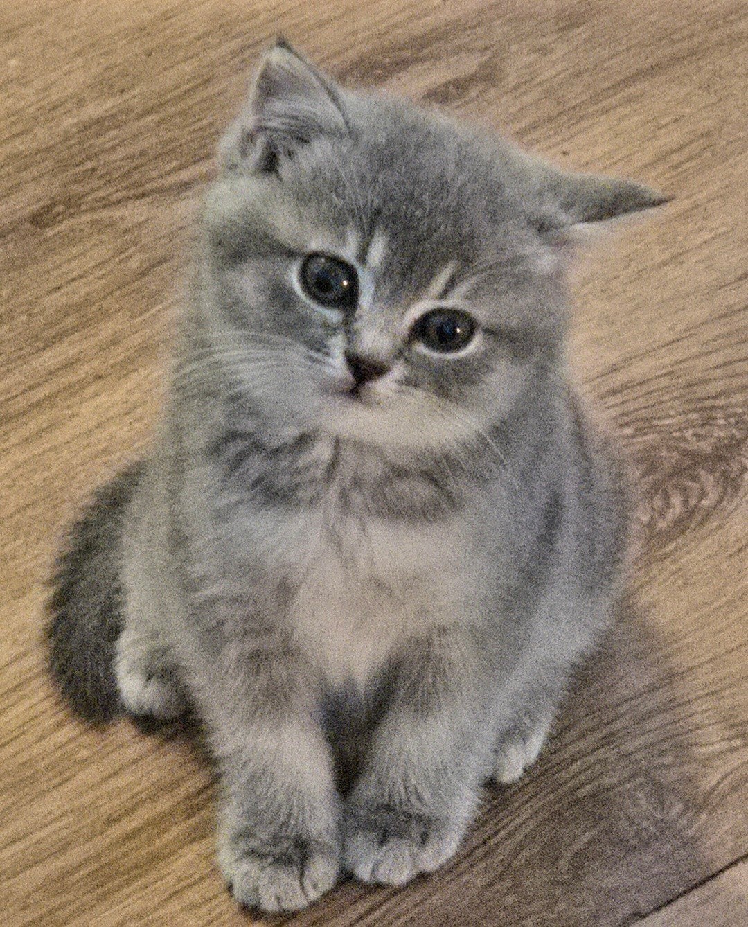 3 Britse korthaar kittens  in Diemen., Dieren en Toebehoren, Meerdere dieren