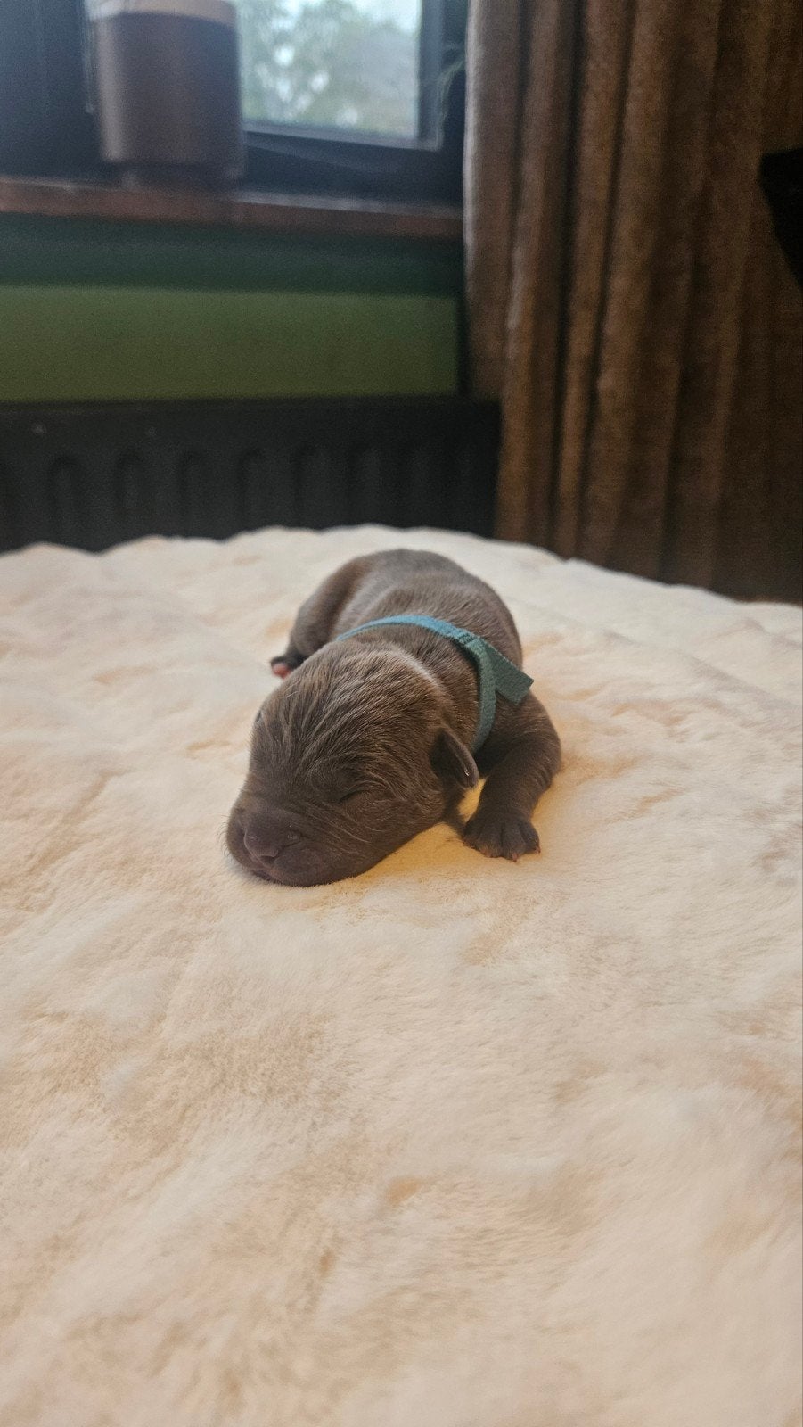 pups.  Amerikaanse stafford kruising cane corso., 8 tot 15 weken, Meerdere, Meerdere dieren, CDV (hondenziekte)