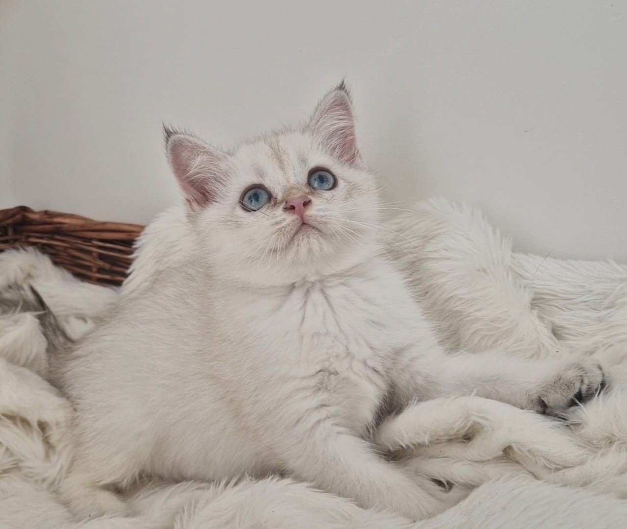 Britse korthaar kitten katertje, Meerdere dieren, Ontwormd, 0 tot 2 jaar