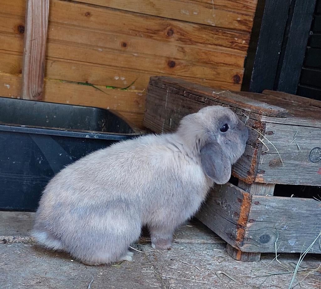 Minilop konijn, Mannelijk, Klein, Hangoor, 0 tot 2 jaar