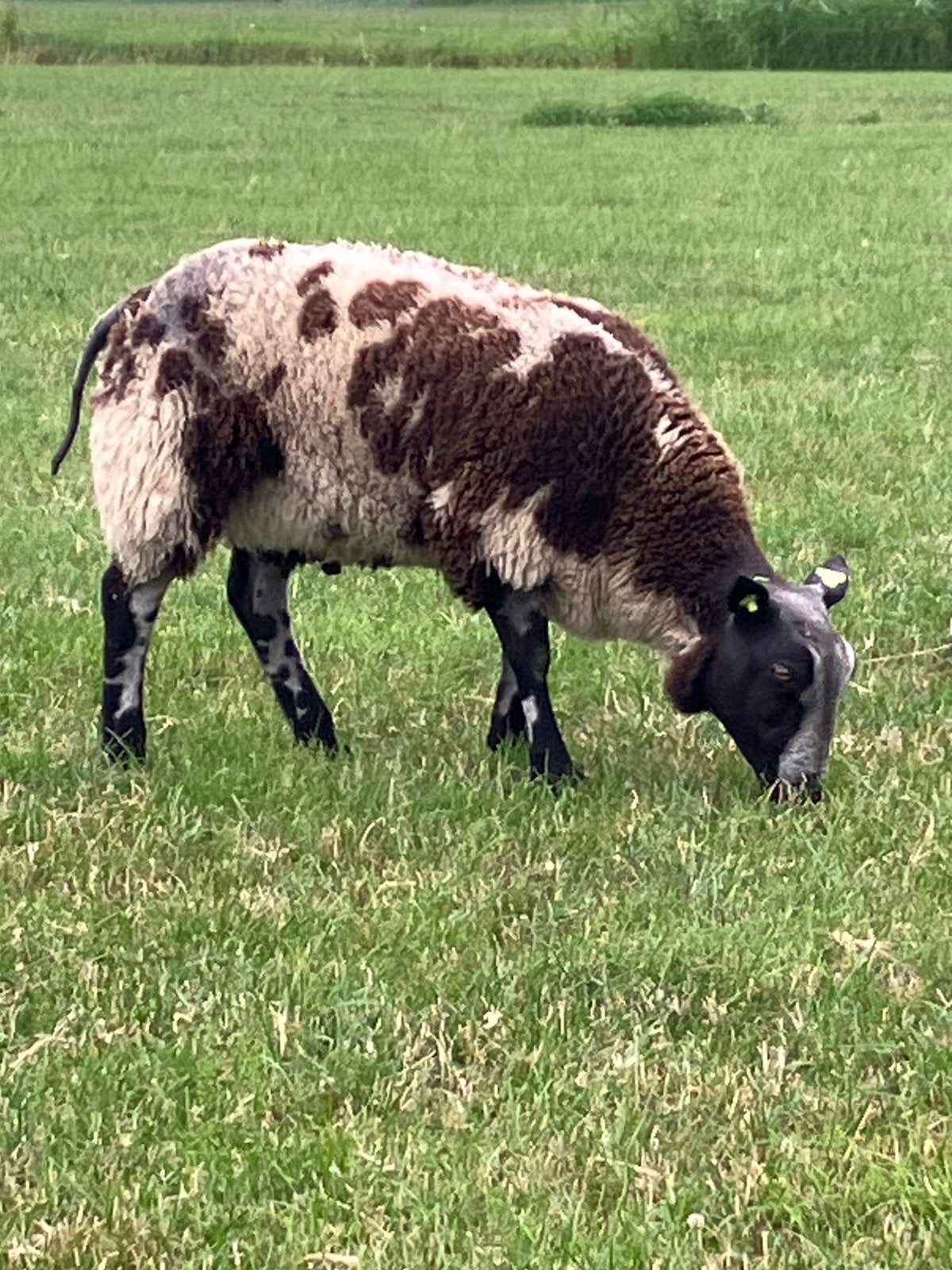 Bonte en witte dekrammen te koop, Mannelijk, Schaap