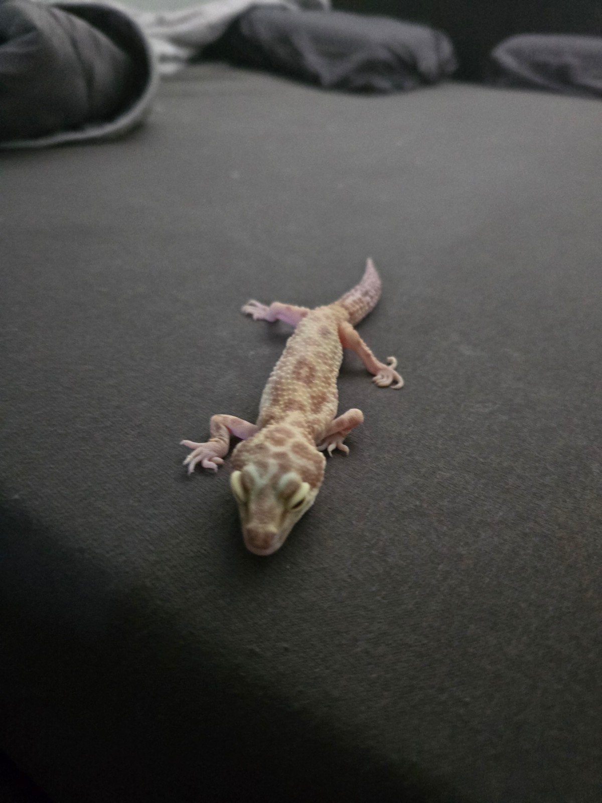 2 luipaardgekko