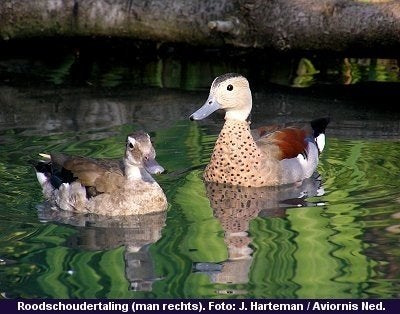 Siereenden, Dieren en Toebehoren, Mannelijk, Eend