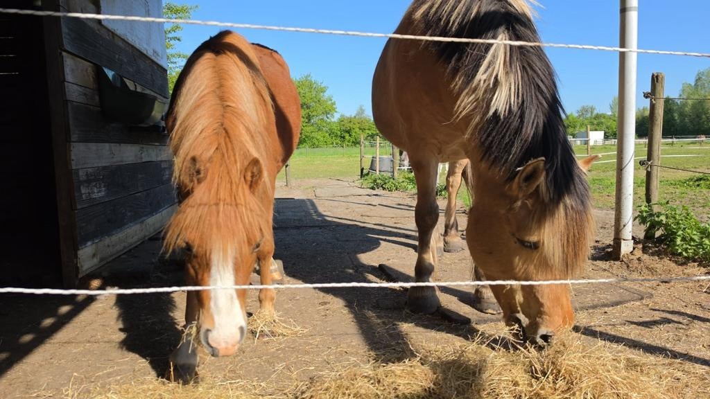 Verzorg/lease pony aangeboden, Dieren en Toebehoren, Ophalen, Nieuw