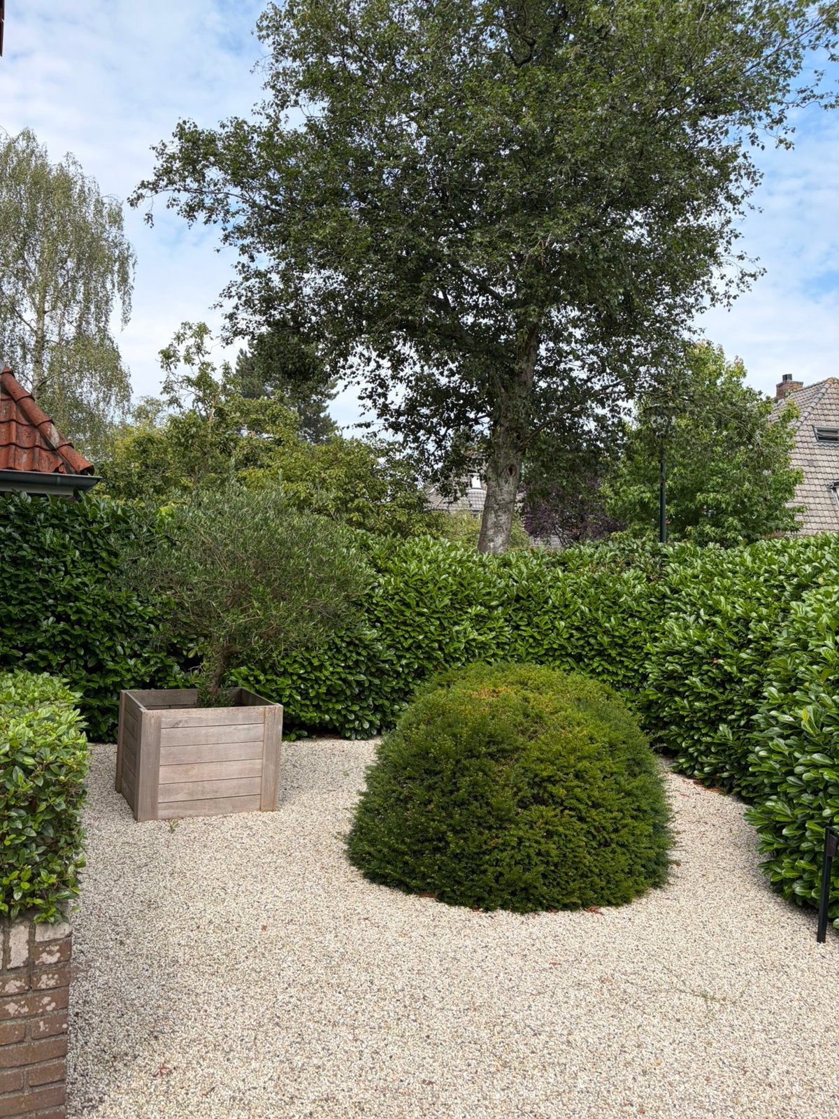 Gratis taxus struik, Tuin en Terras, Ophalen, Taxus, Minder dan 100 cm