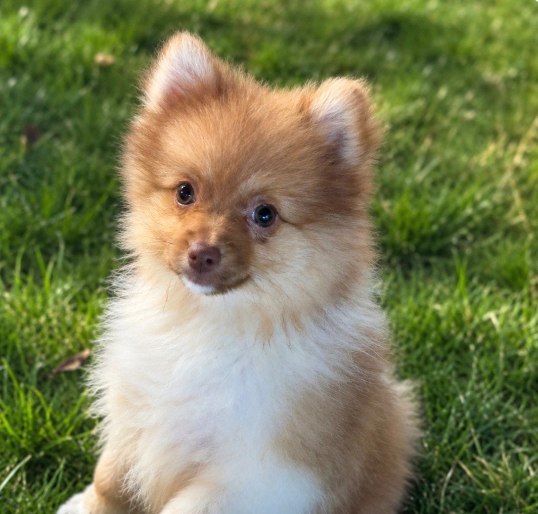 Pomeriaan pup nog 1 teefje 🩷beschikbaar, Dieren en Toebehoren, Honden | Chihuahua's en Gezelschapshonden, Parvo, Overige rassen