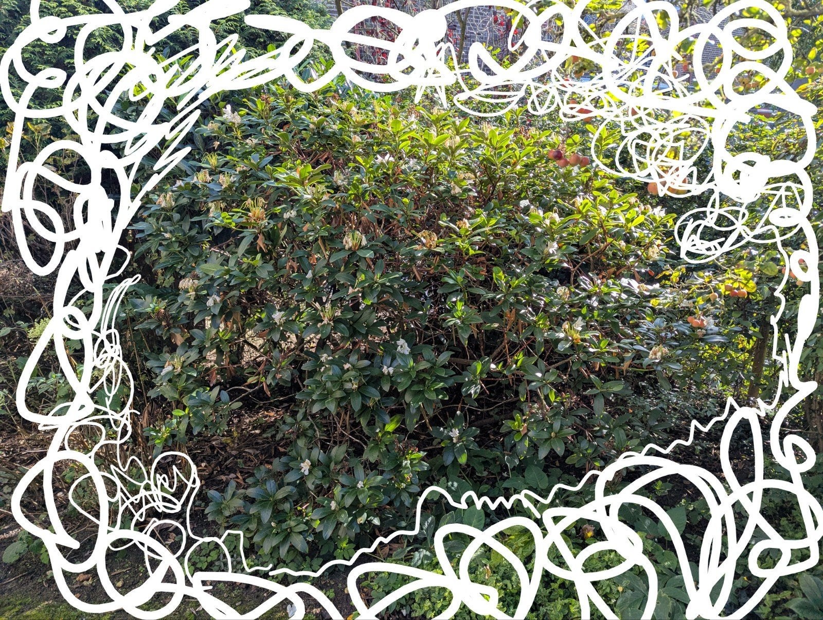 1,80m hoge en brede Rhododendron struik - zelf uitgraven, Tuin en Terras, Ophalen, Halfschaduw, Overige soorten, Lente
