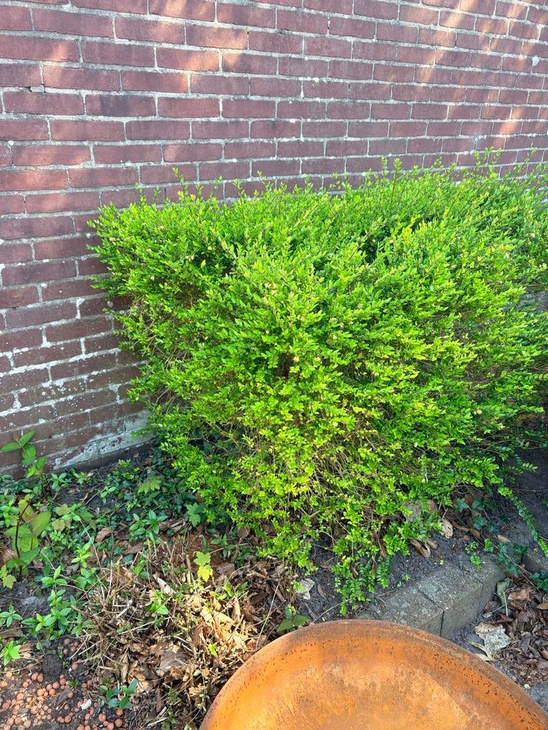 Groene struik -buxus voor tuin of border, Tuin en Terras, Planten | Tuinplanten, Overige soorten, Vaste plant, Ophalen of Verzenden