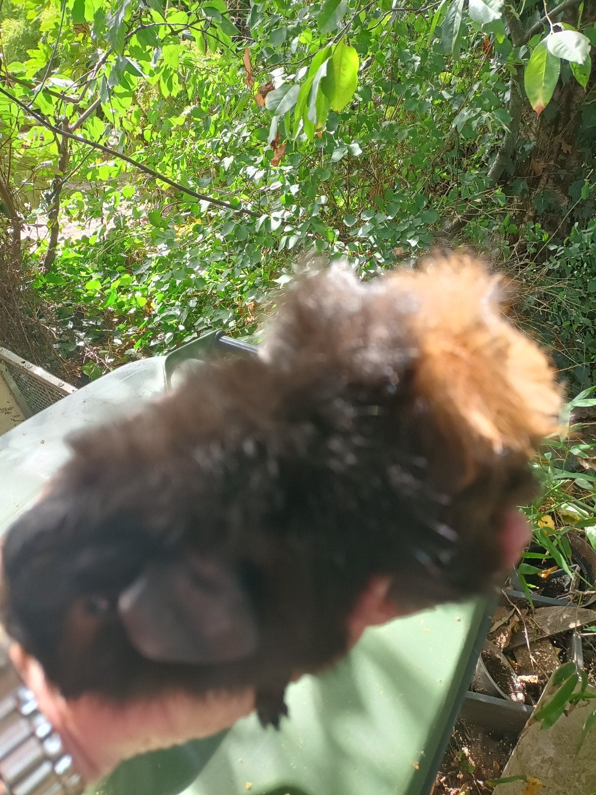 Jong cavia zeugje, Dieren en Toebehoren, Knaagdieren, Juli, Vrouwelijk, Cavia