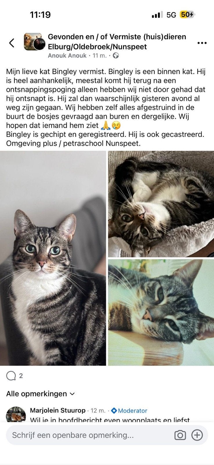 Bingley wordt vermist, Dieren en Toebehoren, Vermiste en Gevonden Dieren, Kat
