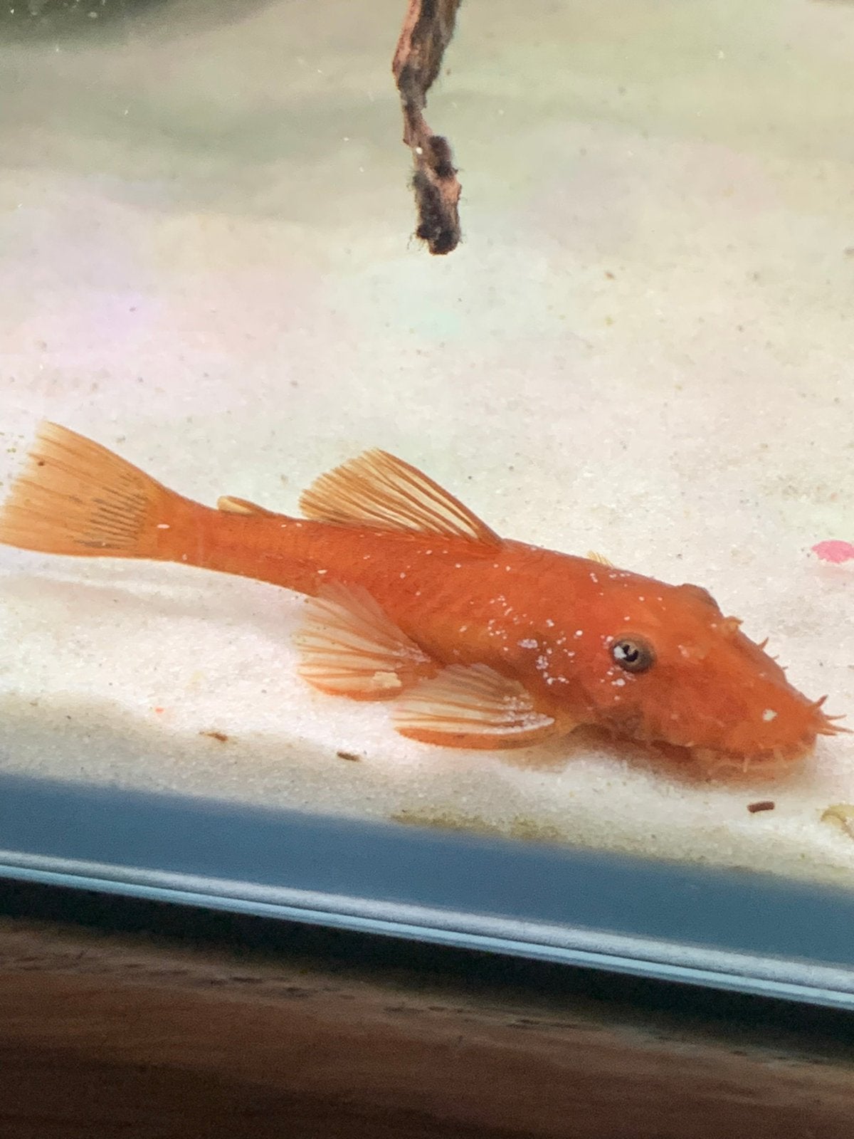Jonge Ancistrus Red mannetjes, Dieren en Toebehoren, Vis, Zoetwatervis