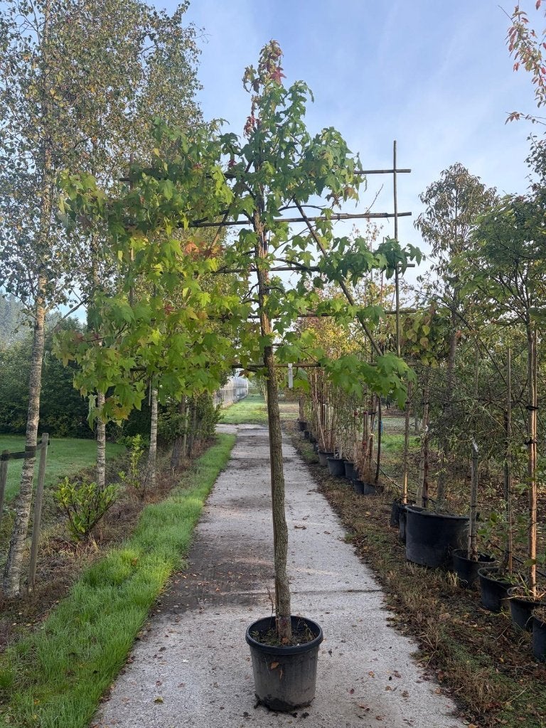 leiboom Amberboom 180 stam  180 x 120, Leiboom, 250 tot 400 cm, Ophalen, Volle zon