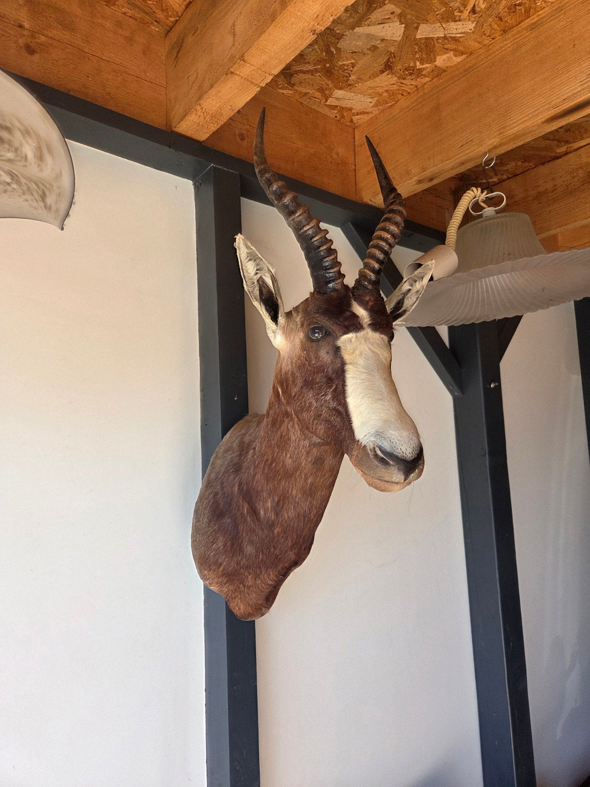 Opgezette blesbok, Verzamelen, Dierenverzamelingen, Ophalen, Overige soorten, Opgezet dier