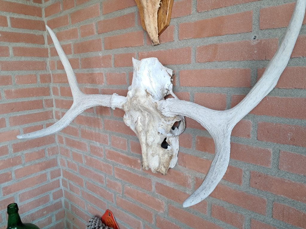 eland gewei, Ophalen of Verzenden, Zo goed als nieuw, Wild dier, Gewei of Kop