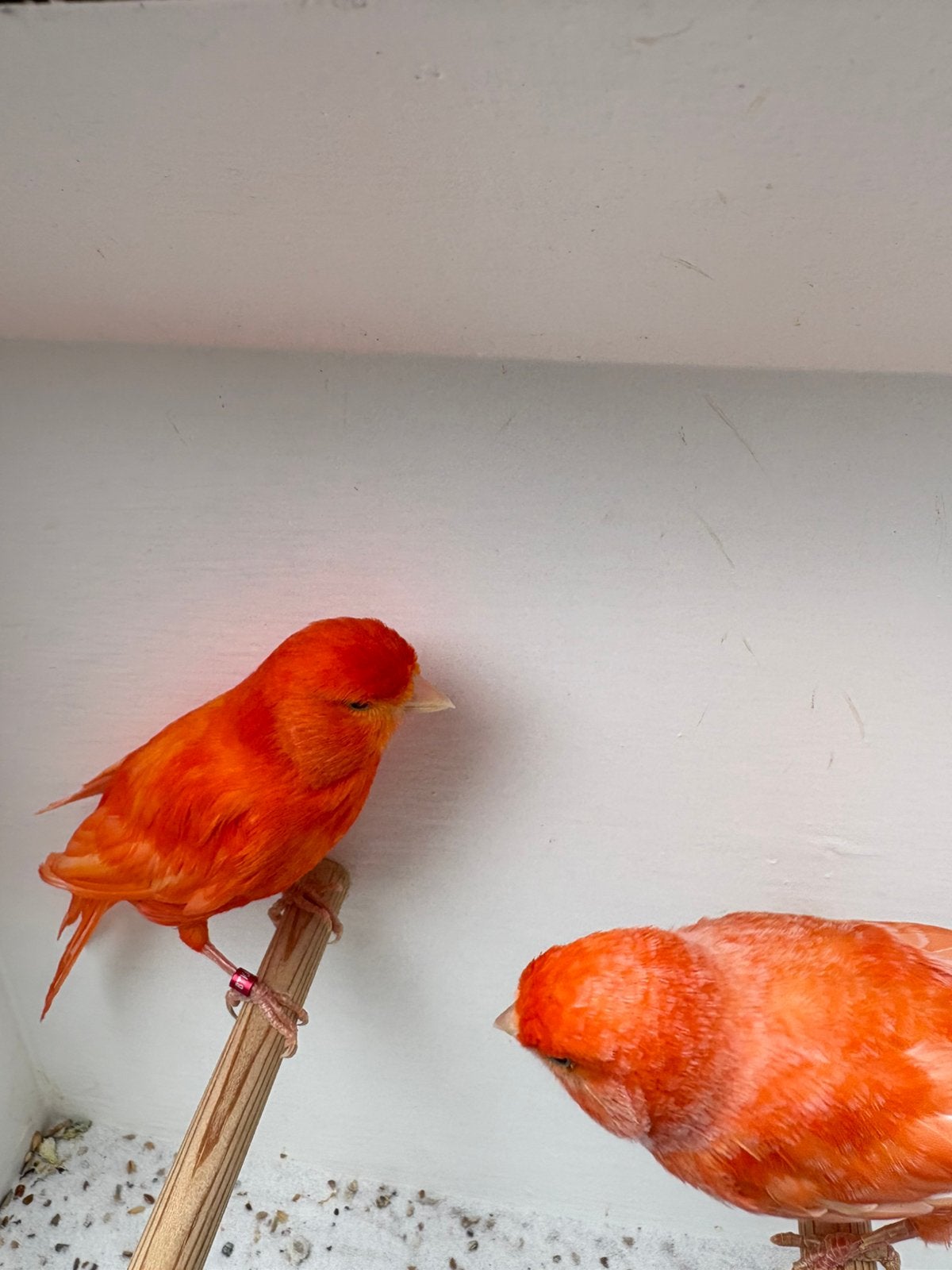 Mooie forse rode kanaries, Dieren en Toebehoren, Vogels | Kanaries