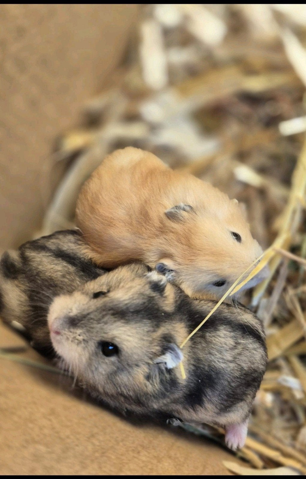Lieve schattige dwerghamsters, Dieren en Toebehoren, September, Meerdere dieren