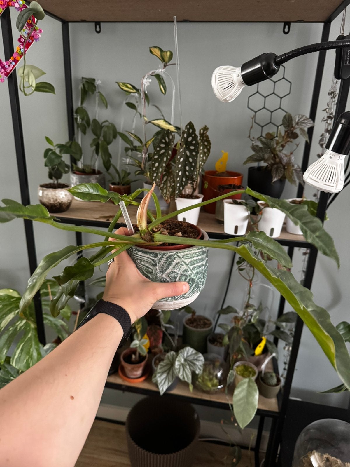 Philodendron ring of fire, Ophalen of Verzenden, Halfschaduw, Minder dan 100 cm