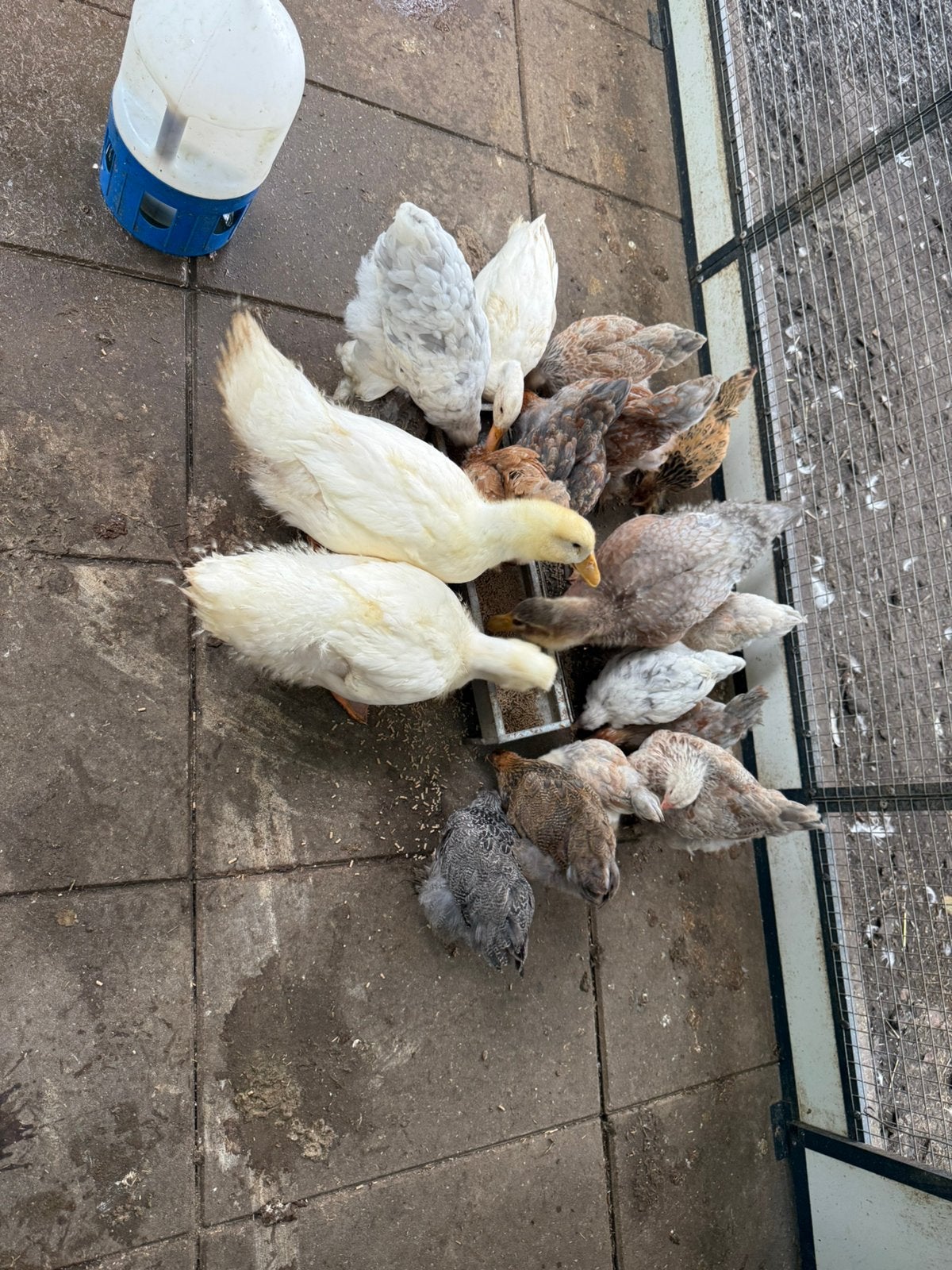 Brahma kuikens / Peking eenden / Saksen eenden, Dieren en Toebehoren, Pluimvee, Geslacht onbekend, Kip