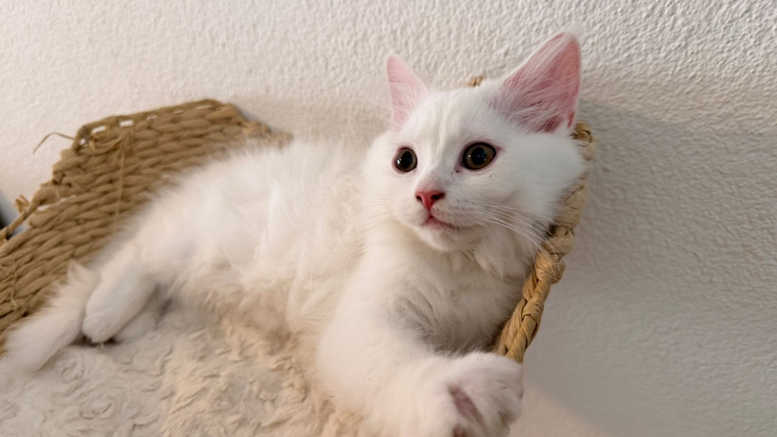 Prachtige Britse langhaar en korthaar mix kittens, Dieren en Toebehoren, Meerdere dieren, Ontwormd