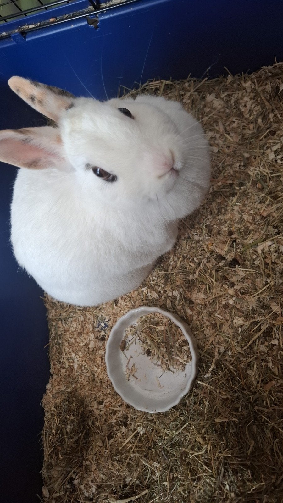Witte konijn mannetje tam en kooi, Dieren en Toebehoren, Konijnen, Dwerg, Mannelijk
