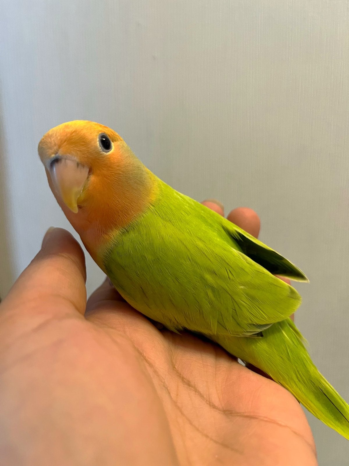 Tamme agapornis vogel dwergpapegaai handtam baby, Geslacht onbekend, Dwergpapegaai of Agapornis, Tam