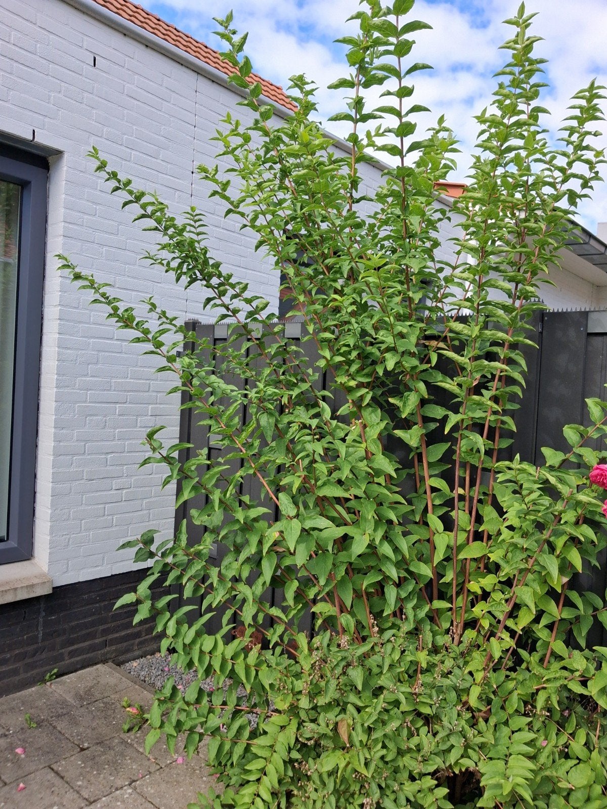 Grote struik met veel groen blad.Bruidsbloemen., Volle zon, Vaste plant, Lente, Ophalen