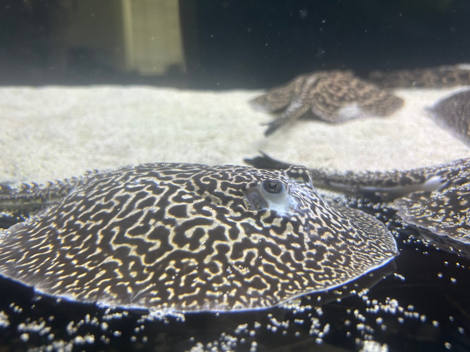 Potamotrygon piebald rog, Dieren en Toebehoren, Vis