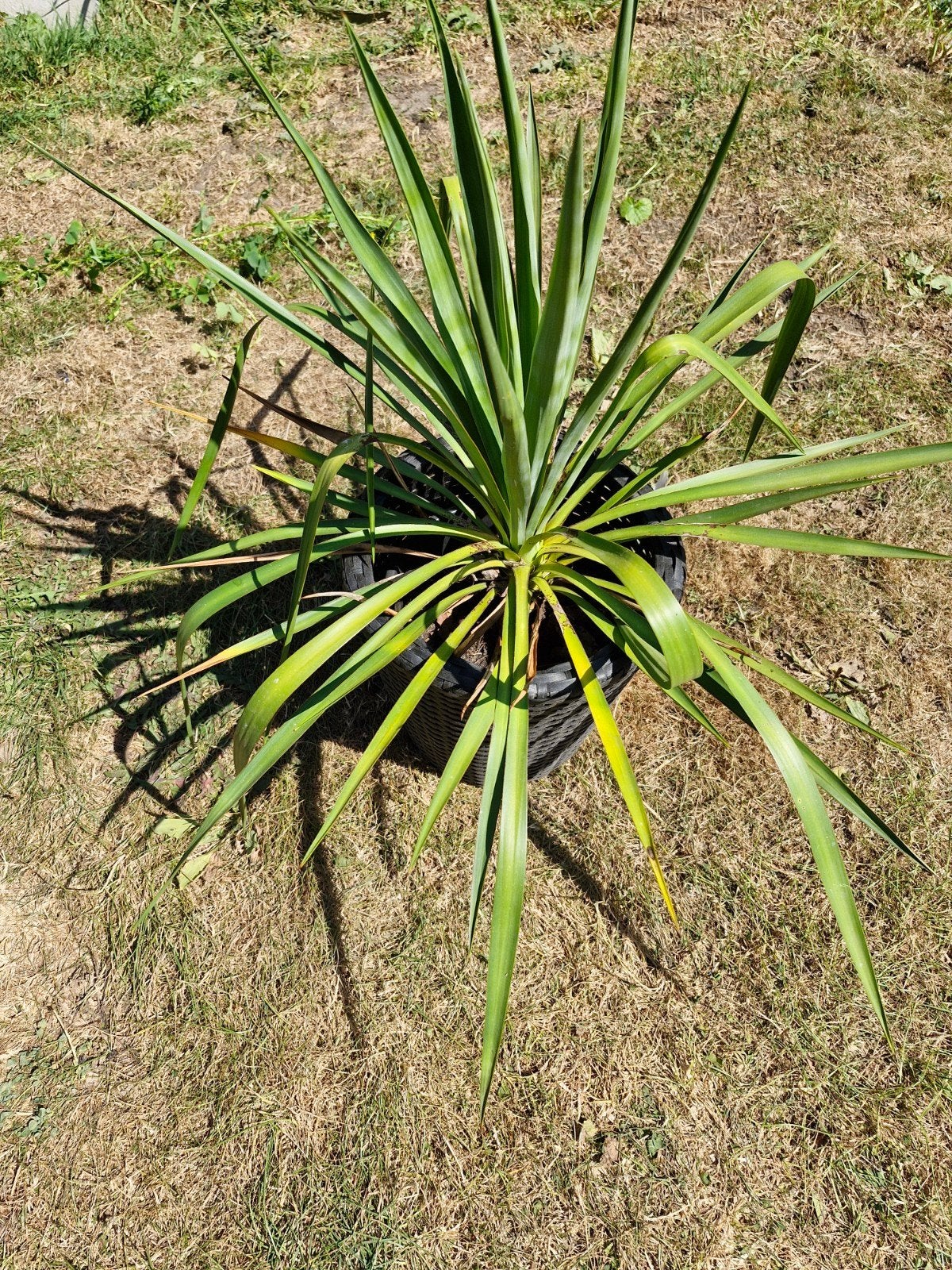 Yucca filamentosa (palmlelie ), Ophalen, Overige soorten, Volle zon