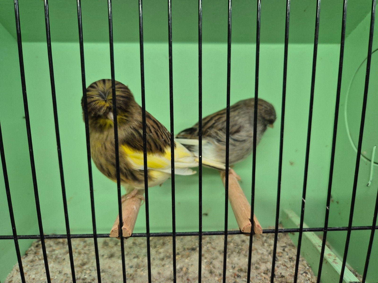 gloster kanaries, Meerdere dieren, Postuurkanarie