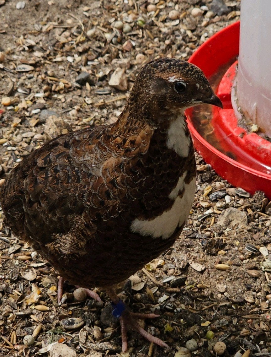 Japanse kwartel hanen, Dieren en Toebehoren, Mannelijk, Overige soorten