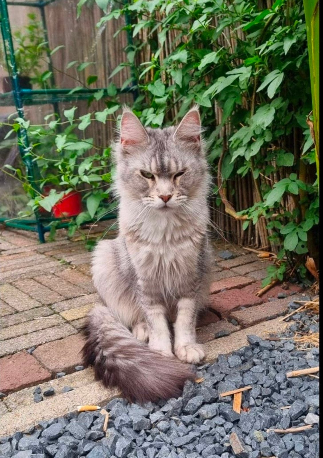 Maine coon met stamboom, Meerdere dieren, Met stamboom