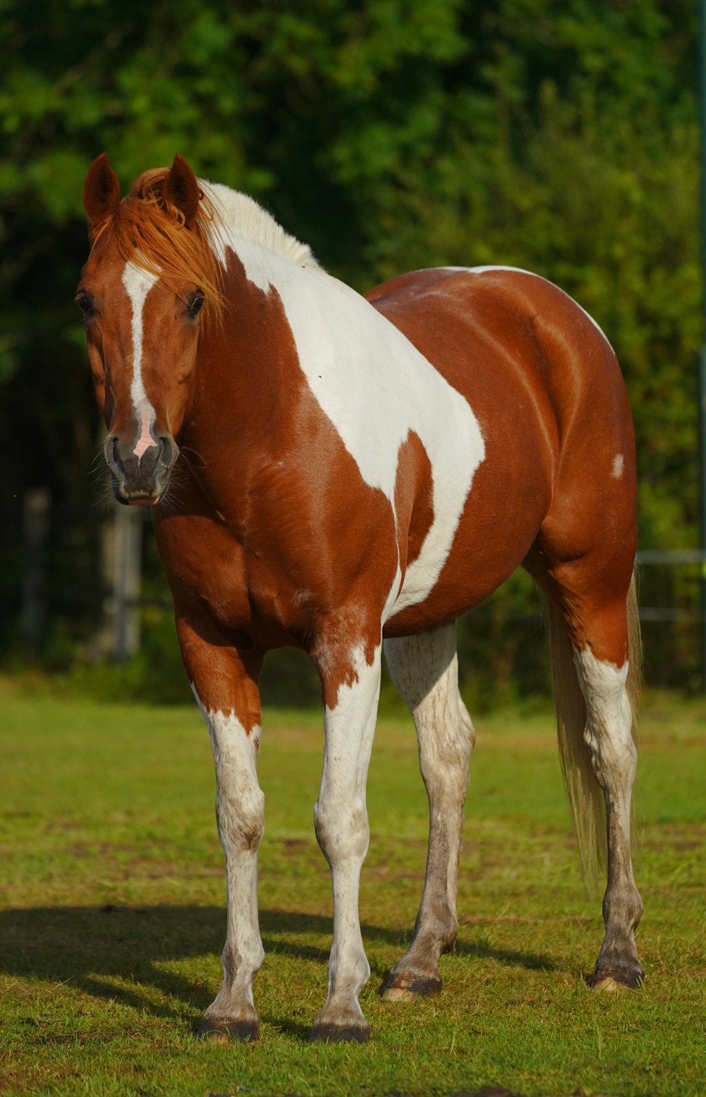 Twee lieve pony’s zoeken een verzorger in Soest, Ophalen of Verzenden, Nieuw