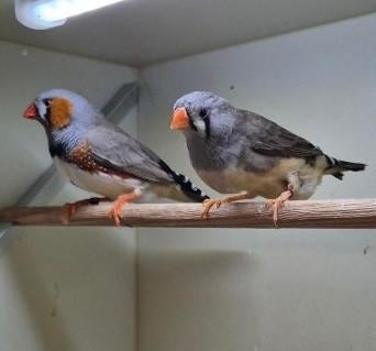 Te koop koppel zebravinken, Dieren en Toebehoren, Meerdere dieren, Tropenvogel
