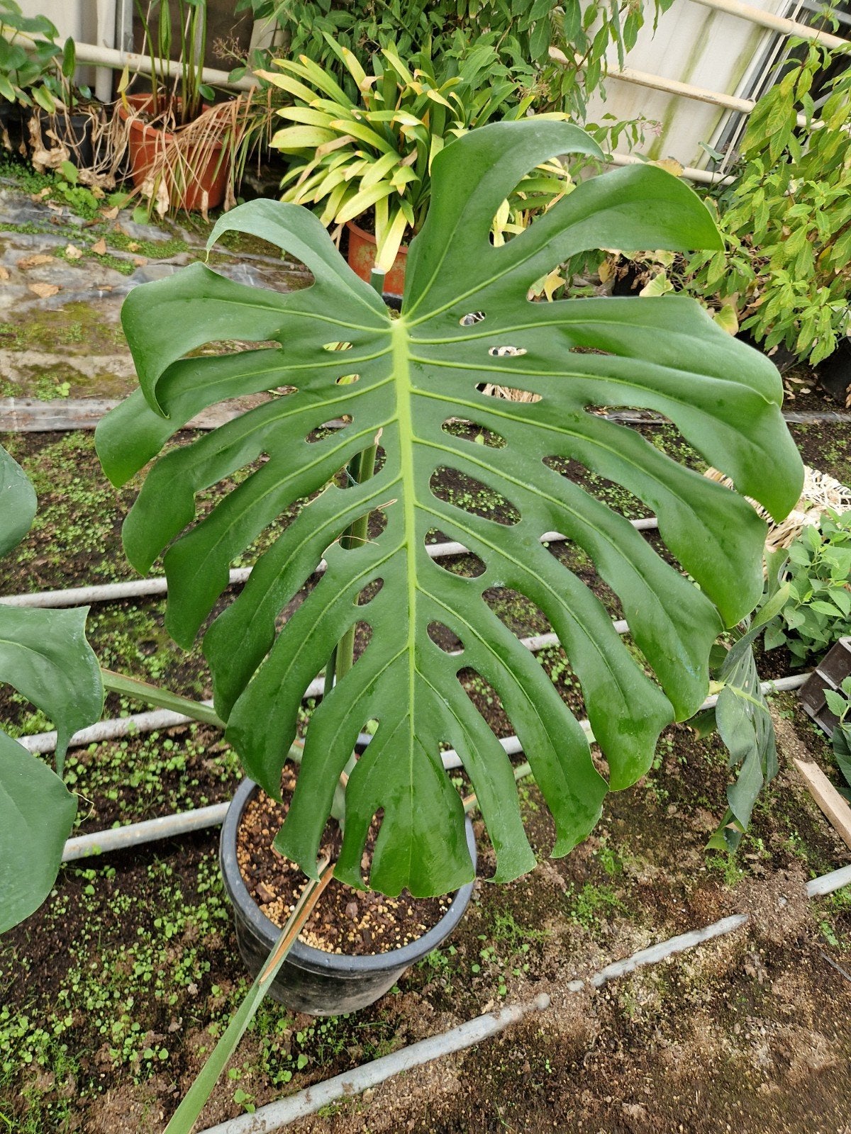 Monstera Deliciosa XXL stekken, Ophalen of Verzenden, Halfschaduw, Minder dan 100 cm