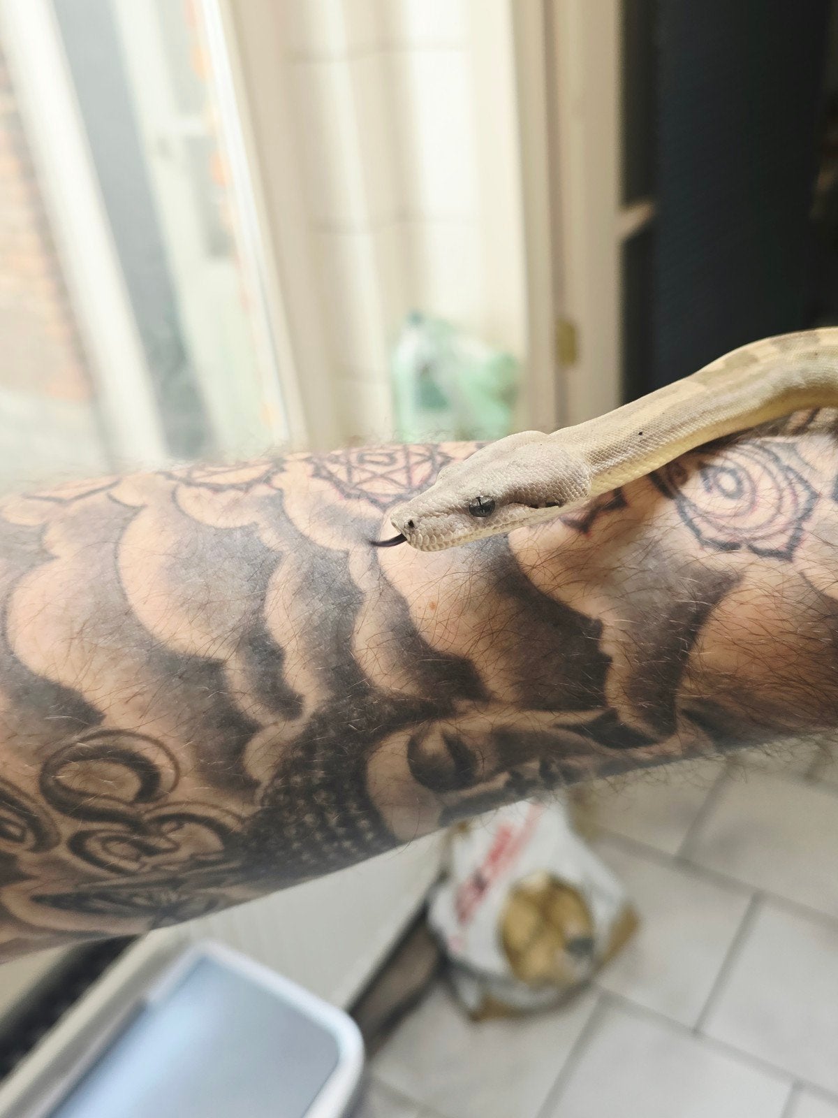 boa constrictor imperator Boa Constrictor photo 2