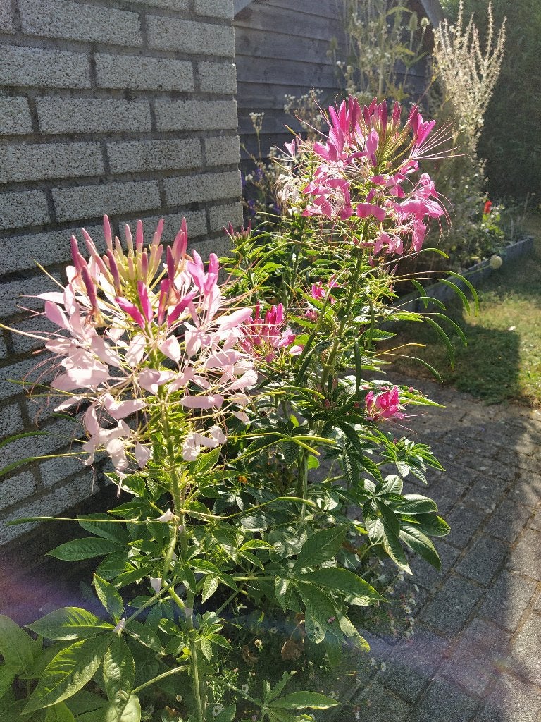Te koop: zaden 1-, 2-jarigen en vaste planten, Ophalen of Verzenden, Volle zon, Zaad