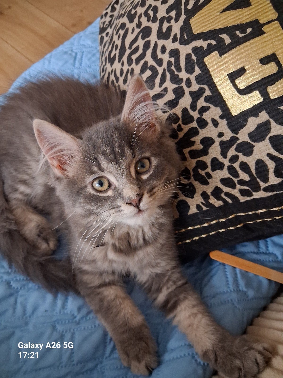 3 prachtige x Maine Coon poesjes, Poes, Langharig