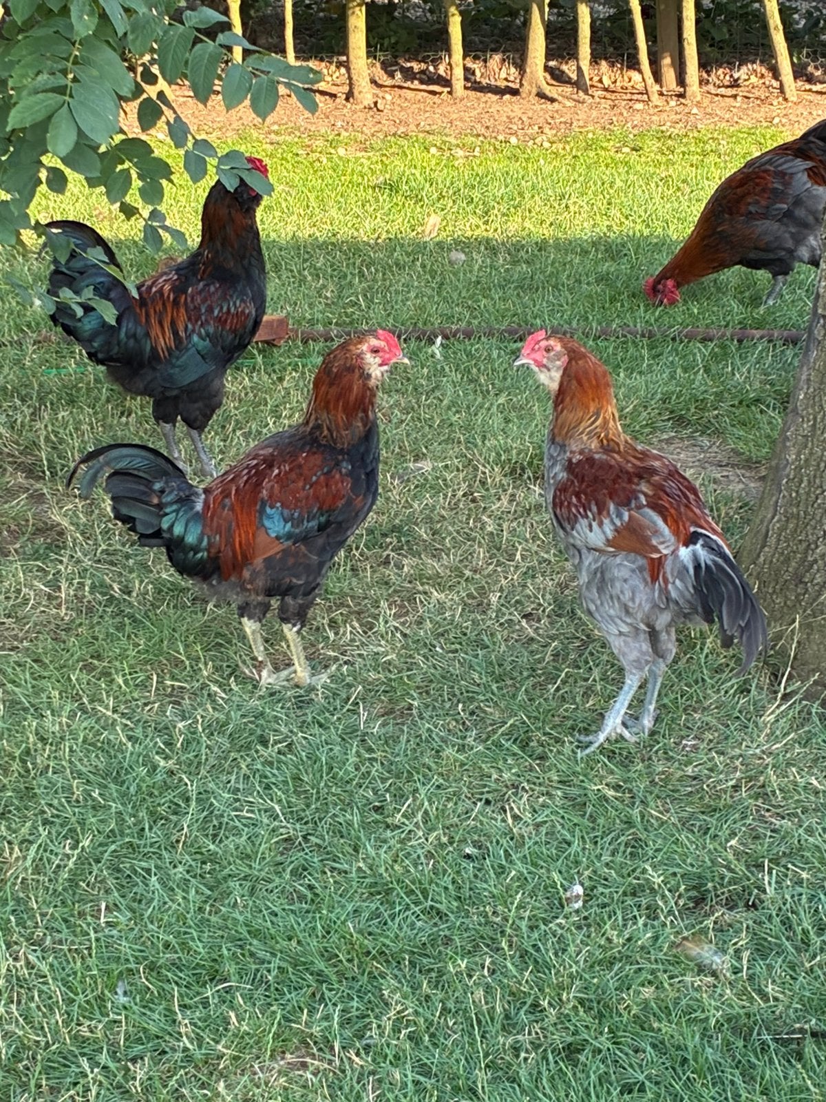 Jonge araucana hanen, Mannelijk, Kip
