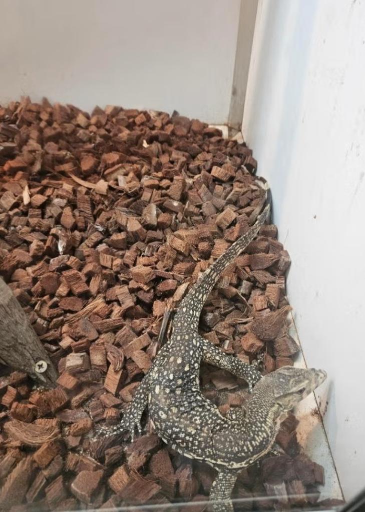 Varanus salvator Celebensis 2025 Monitor Lizard - unknown for sale from reptile900