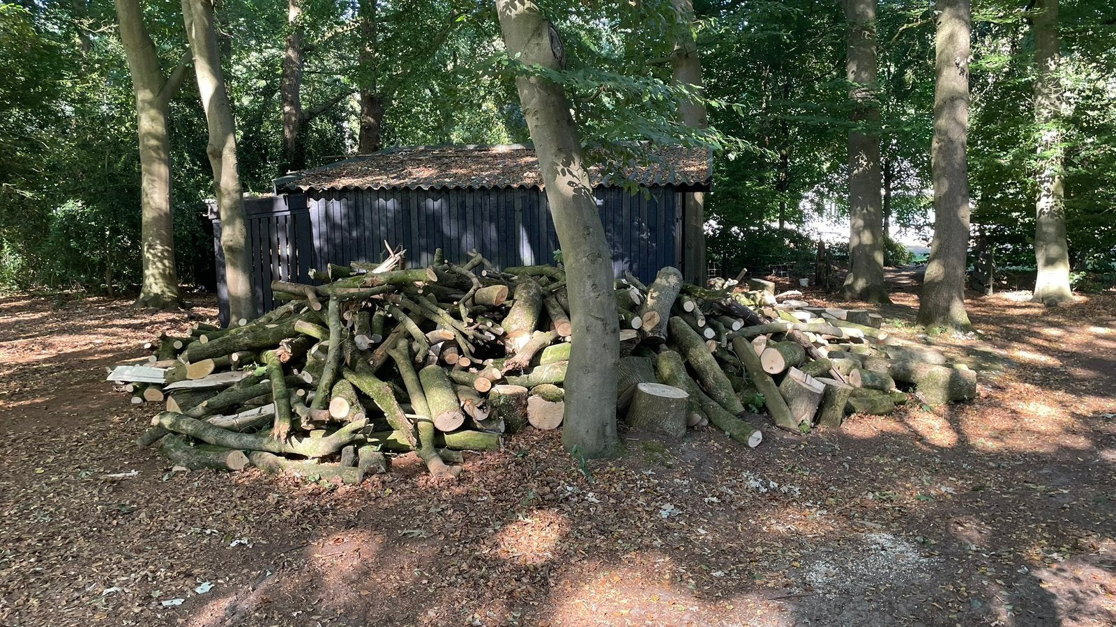 Haard hout ongezaagd, 6 m³ of meer, Ophalen, Beukenhout, Blokken