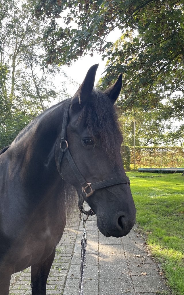Fries paard, Dieren en Toebehoren, Merrie, Dressuurpaard, 3 tot 6 jaar, 160 tot 165 cm