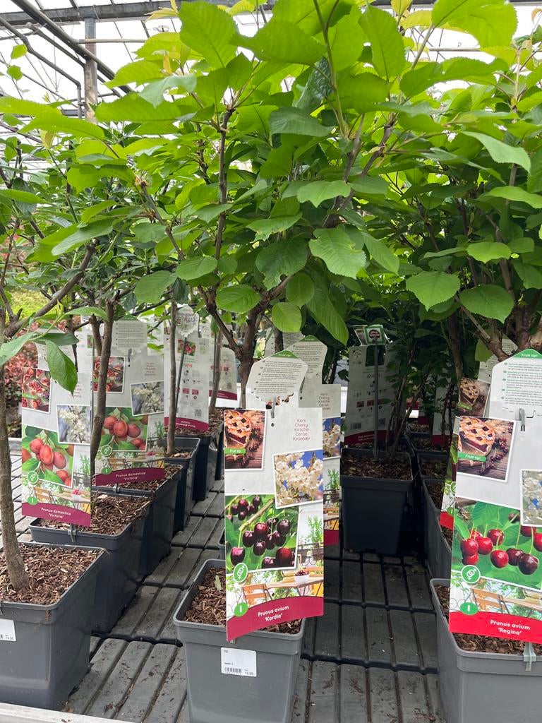 Kersenboom 'Kordia' - Prunus avium heerlijke kersen €19,95, Lente, Volle zon, Kersenboom, In pot