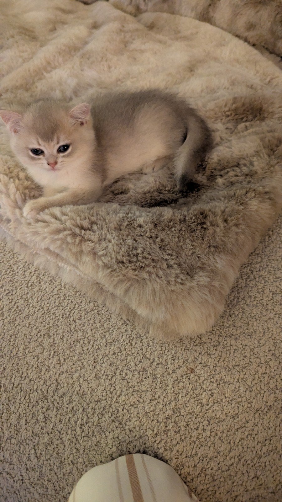 Britse korthaar Bleu Golden Shaded poesje en katertje, Dieren en Toebehoren, Katten en Kittens | Raskatten | Korthaar, Meerdere dieren