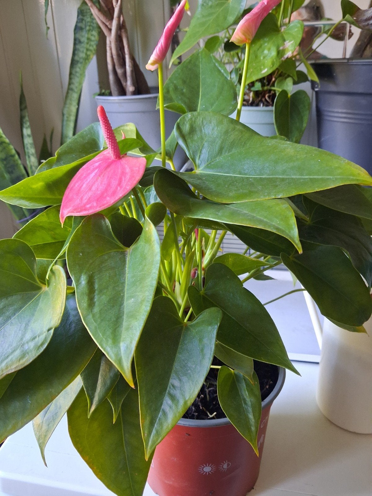 mooie Anthurium, Huis en Inrichting, Kamerplanten, Ophalen, Halfschaduw, Minder dan 100 cm