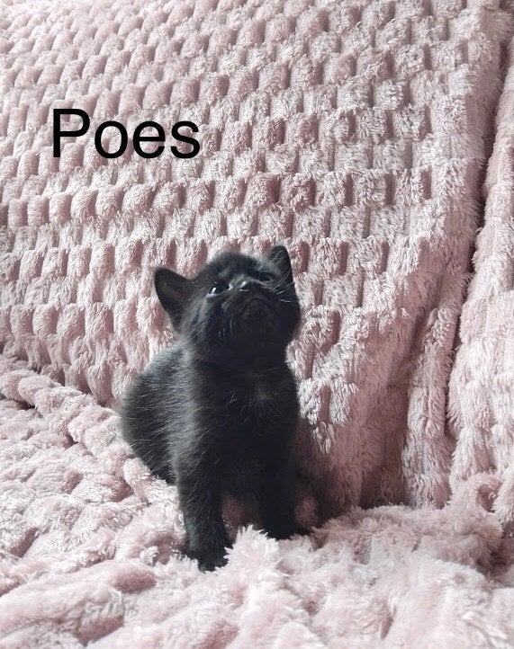 Kitten kruising Britse Langhaar, Meerdere dieren, 0 tot 2 jaar
