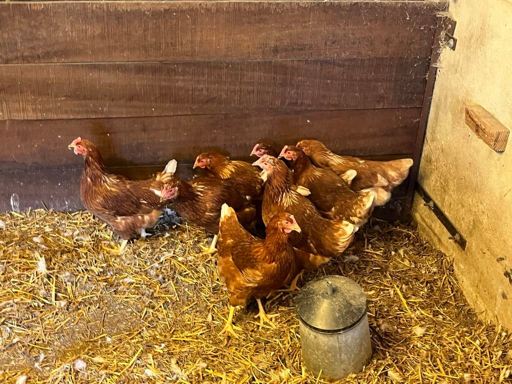 Super tamme jonge legkippen biologisch gevoerd, Vrouwelijk, Kip