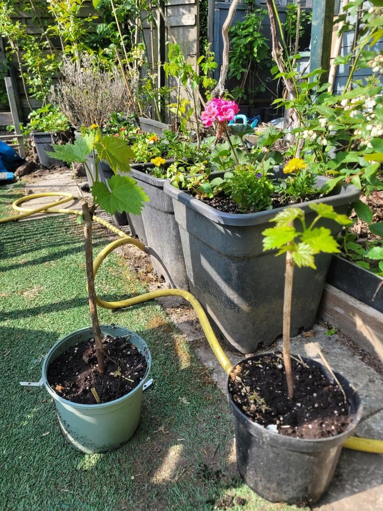 Druiven struiken, Tuin en Terras, Ophalen of Verzenden, Minder dan 100 cm, Overige soorten, Zomer